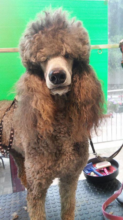 מספרת כלבים בתל אביב